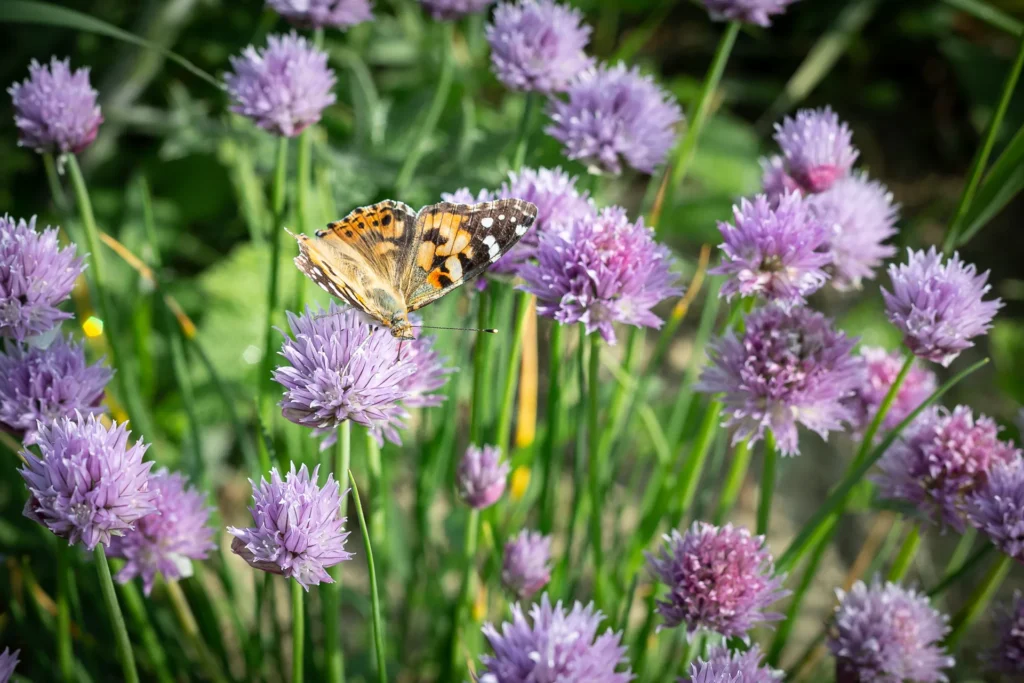 Schmetterling sitzt auf lila Schnittlauchblüten