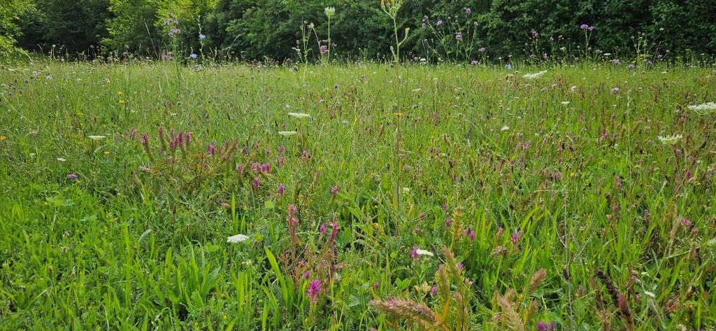 Dichte Blumenwiese mit grünen Gräsern und vereinzelten violetten, gelben und weißen Blüten, dahinter eine Baumreihe. Ruhige, natürliche Sommerstimmung.