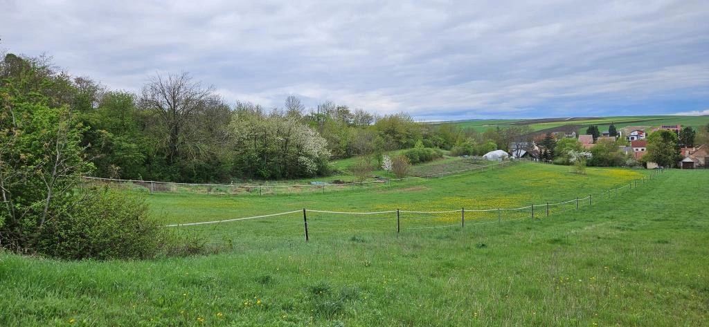 Weite grüne Wiese mit gelben Blüten, umgeben von Bäumen, im Hintergrund ein Folientunnel und Häuser. Ruhige, offene Landschaft.